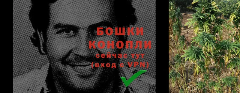 где купить наркотик  Шенкурск  сайты даркнета телеграм  Канабис Amnesia 